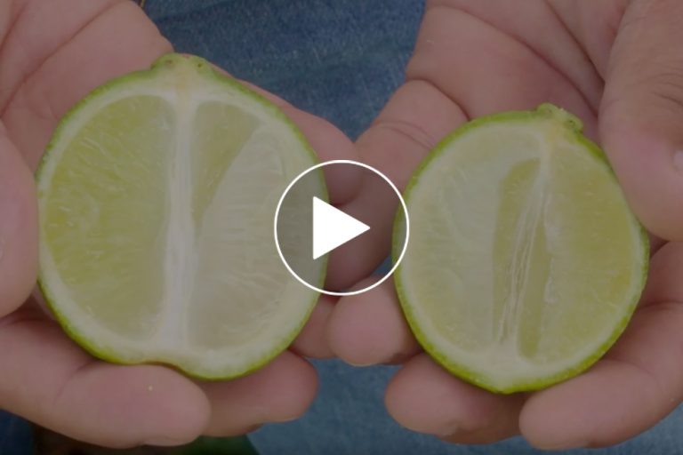greening-no-limão-Tahiti