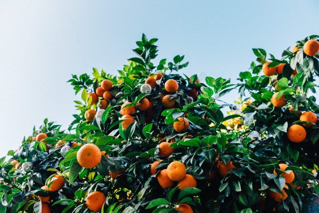 tangerines-1208301_1920