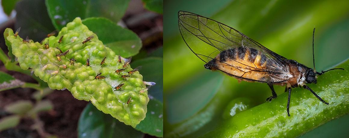 The African psyllid Trioza erytreae is capable of efficiently transmitting the bacterium that causes severe Huanglongbing (HLB). © A. Franck, CIRAD
